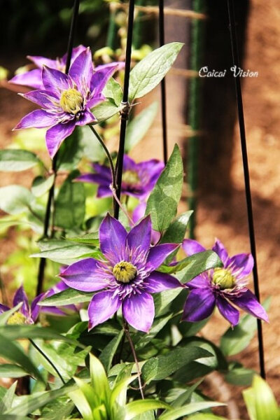 品种名称：Multi Blue 多蓝（铁线莲）早花大花型(Early Large-flowered Group)深蓝色重瓣花高度：2米花大小：中花花期：5-8月种植方位：SNEW耐寒区:zones4-9 非常适合做围篱，花墙，支架，藤架，格架以及木杆上…