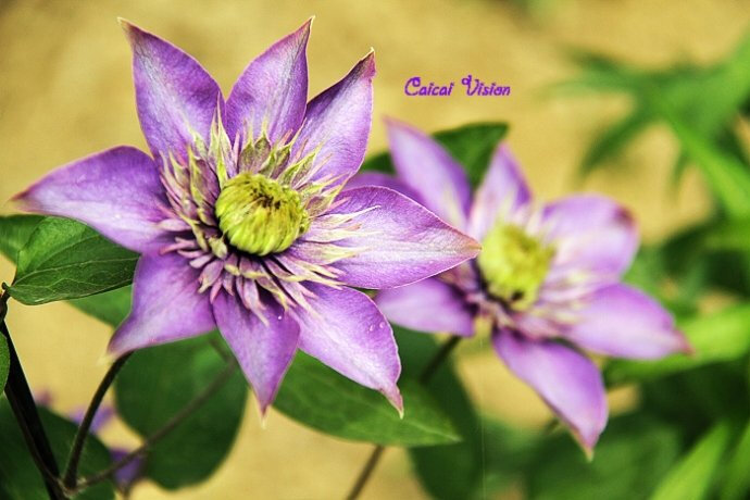 品种名称：Multi Blue 多蓝（铁线莲）早花大花型(Early Large-flowered Group)深蓝色重瓣花高度：2米花大小：中花花期：5-8月种植方位：SNEW耐寒区:zones4-9 非常适合做围篱，花墙，支架，藤架，格架以及木杆上，可以攀爬到整个支撑物上，比如小树，或者大型的落叶灌木，尤其适合于做小型花园的布置或阳台及台阶上盆栽种植。