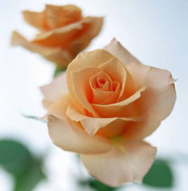  香槟玫瑰，保加利亚的国花。代表花语:爱上你是我今生最大的幸福，想你是我最甜蜜的痛苦，和你在一起是我的骄傲，没有你的我就像一只迷失了航线的船。寓意为:我只钟情你一个。这种白玫瑰实际上并不是纯白的，它的正式名字叫做&amp;quot;香槟玫瑰&amp;quot;，看上去是甜蜜的、柔软的奶油色。比起纯白的玫瑰来，香槟玫瑰多了一份优雅与沉着。香槟玫瑰还具有一定的食用价值。 玫瑰鲜艳的花儿不断开放，紫色花为多，也有粉红及白色的。玫瑰花，是制造玫瑰油的原料。