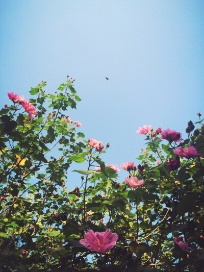 秋露浓，芙蓉盛