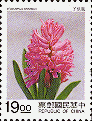  (三)风信子(Hyacinthus orientalis)：多年生草本，鳞茎成卵圆形，叶由其顶端长出，成广线形或带状，花茎自叶丛中抽出，花朵集生在其上半截，作总状排列，花冠呈漏斗形或鐘型。塬产希腊、叙利亚及小亚细亚。