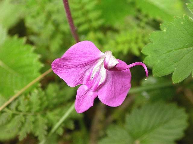  马先蒿是玄参科(Scrophulariaceae)，马先蒿属(Pedicularis)植物的统称。有较厚的土壤以及比较充足的阳光才能生长，向东的坡地是它喜欢的栖息地。全株高约 20-25公分，叶子轮生，羽状浅列，纸质。分布于北半球，尤以北极和近北极地区最多，温带的高山地带亦不少。我国已知的有329种，广布于全国各省，西南部尤盛。