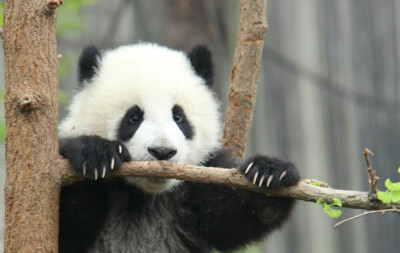 爱熊猫