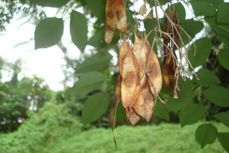 交趾黄檀，俗称&amp;quot;大红酸枝&amp;quot;， 拉丁学名:Dalbergia cochinchinensis Pierre ex Laness