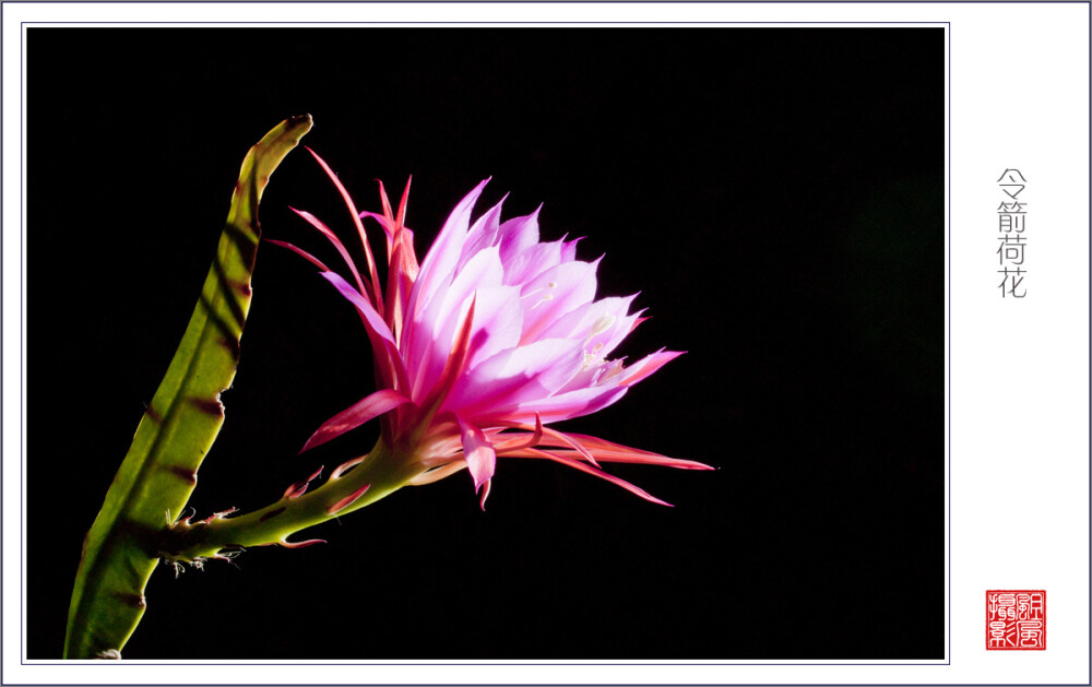 令箭荷花(Nopalxochia ackermannii Kunth)，为仙人掌科多年生常青附生类植物，因其茎扁平呈披针形，形似令箭，花似睡莲，故名令箭荷花。其为群生灌木状，高约50~100厘米。喜光照和通风良好的环境，但在炎热、高温、干燥的条件下要适当遮荫，怕雨水。要求肥沃、疏松和排水良好的土壤，有一定抗旱能力。原产以墨西哥最多，中国以盆栽为主。令箭荷花花色品种繁多，花色艳丽。盛夏时节开花，是窗前、阳台和门厅点缀的佳品。 令箭荷花的花语：追忆