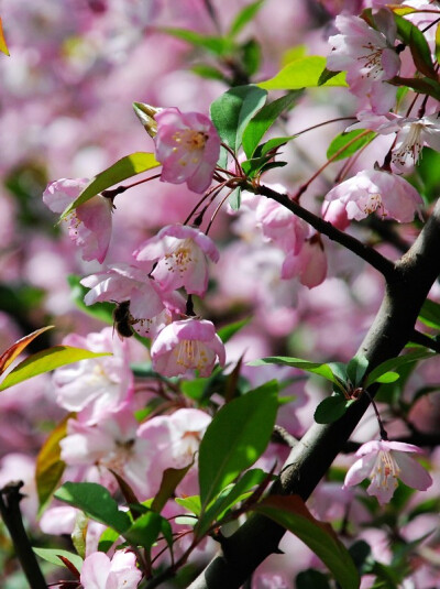  冬樱花，日本夏季的应景花，原产于中国，广泛分布于云南地区，在欧洲则多被用来食用。当然这不是因为它的的味道可口，而是它可爱的姿态散发着令人回味的魅力。因此，它的花语为-悸动。 另一种冬樱花又名云南早樱，…