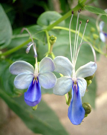 蓝蝴蝶，别称紫蝶花、紫蝴蝶、花蝴蝶，马鞭草科常绿灌木，株高50-120cm。幼枝方形，紫褐色。 叶：叶对生，倒卵形至倒披针形，先端尖或钝圆，叶缘上半段有浅锯齿，下半段全缘。 花：圆锥花序顶生，花朵造形似…