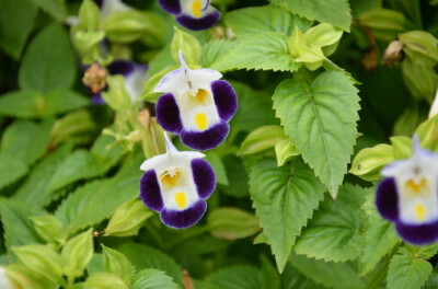  蓝翅蝴蝶草（夏堇） Torenia fournieri 玄参科蝴蝶草属 唇形花，花有白色、粉色、黄色、白和紫以及不同深浅的紫色花。盛夏时节，花朵竞相开放。蓝翅蝴蝶草花期长，生命力顽强。是夏季阳台装饰花卉中不可缺…