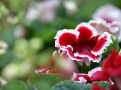 红鸟苣苔花 学名：gloxinia 科属：苦苣苔科红鸟苣苔属 花茎从厚实的叶丛中伸出,盛开着的花形犹如一个小烟斗.红色或橙色的筒状花前端反卷出极小的5个花瓣,正面看呈可爱的星形,筒内侧则呈黄色。 花语：繁荣