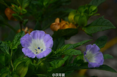 假酸浆Nicandra physalodes (Linn.) Gaertn.茄科 Solanaceae 假酸浆属