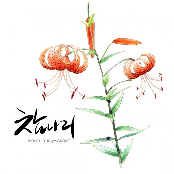 花草素描图片（植物是素描的一大难点呢，画花草的画，一定要注意千万别把叶子画的太相似 还有注意花瓣的纹路走向一般都是有花心向外辐射状的纹路。）