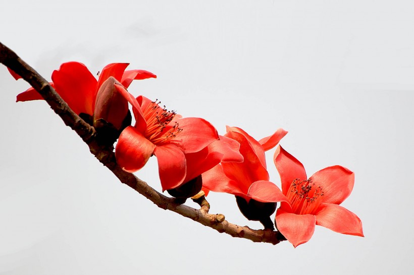 木棉(学名：Bombax ceiba)，又名攀枝花、红棉树、加薄棉、英雄树等，是一种在热带及亚热带地区生长的落叶大乔木，高10-25米，枝轮生，叶互生。树木的原产地不详，但很可能源自印度。它随着移民被广泛种植于华南、台湾、中印半岛及南洋群岛。树形高大，雄壮魁梧，枝干舒展，花红如血，硕大如杯，盛开时叶片几乎落尽，远观好似一团团在枝头尽情燃烧、欢快跳跃的火苗，极有气势。因此，历来被人们视为英雄的象征，为广州市市花。