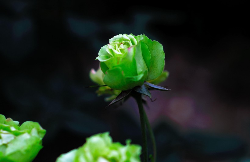 奇异的绿色月季花图片