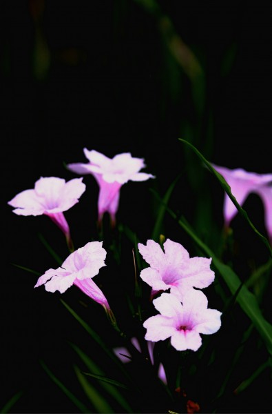 紫叶芦莉草学名是Ruellia devosiana,科为爵床科，属是芦莉草属，分布云南、贵州等地。适合浅盆或吊蓝栽植与室内观赏。