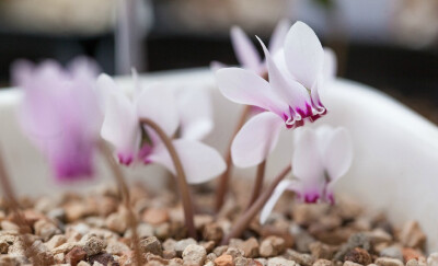 Cyclamen hederifolium 常春藤叶仙客来 ，报春花科仙客来属。