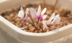 Cyclamen hederifolium 常春藤叶仙客来 ，报春花科仙客来属。