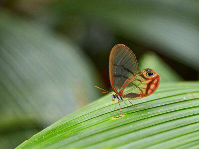 Cithaerias pireta，绡眼蝶属。一名“绯红绡眼蝶”，国内标本界称为“玫瑰水晶眼蝶”，生活在巴西、哥伦比亚、墨西哥、秘鲁等地区，妖气十足。