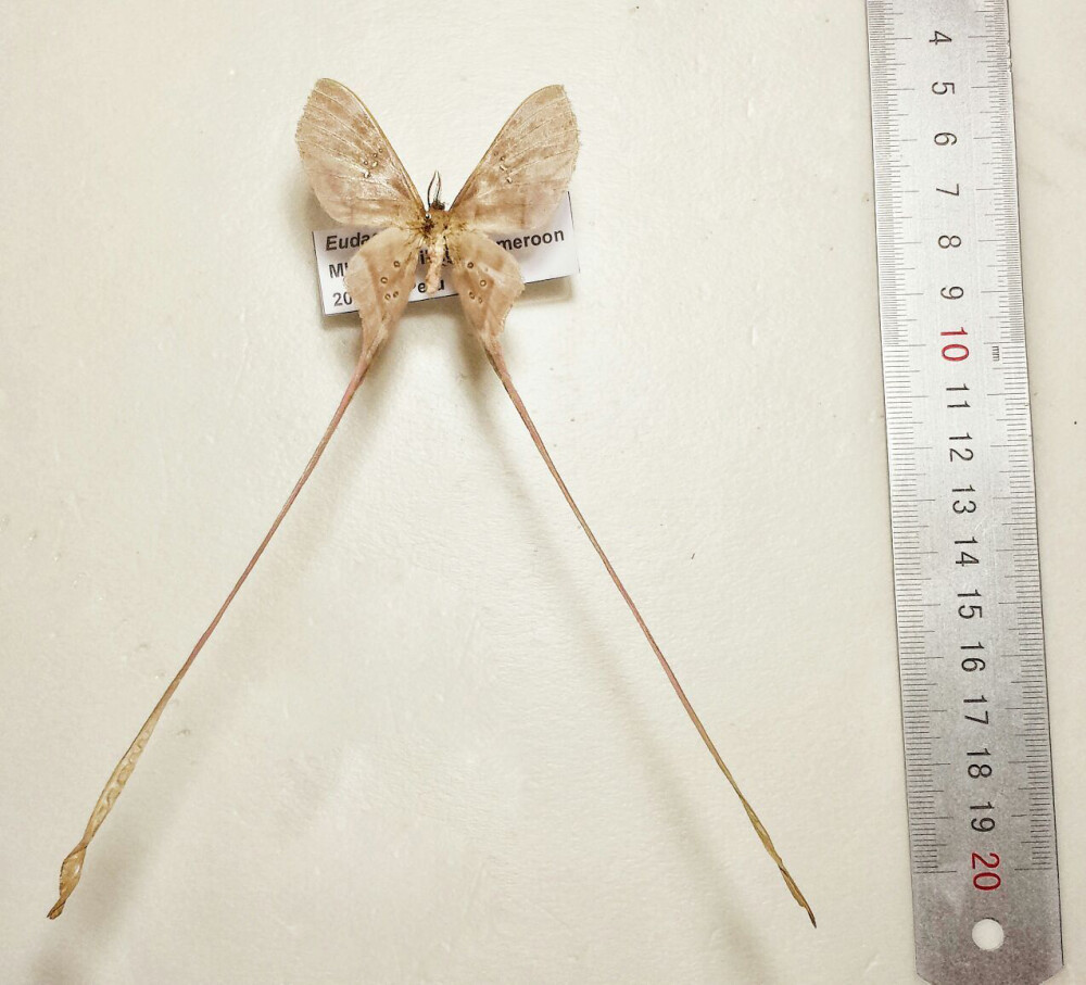 Eudaemonia trogophylla ，大蚕蛾科。来自喀麦隆，按比例说应该是尾突最长的蛾子吧。