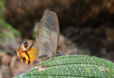 Haetera piera 黄晶眼蝶 ，蛱蝶科。来自晶眼蝶族的这种透明的蝴蝶分布于委内瑞拉和哥伦比亚。
