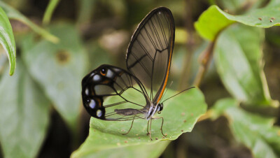 Pseudohaetera hypaesia ，蛱蝶科晶眼蝶族（Haeterini）的这种蝴蝶生活在南美洲，这个族属于眼蝶亚科，在被合并到蛱蝶科之前，眼蝶们也是有自己单独的科的。