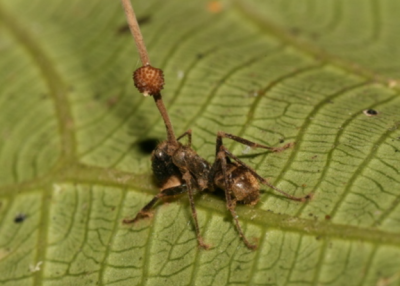 感染偏侧蛇虫草菌（Ophiocordyceps unilateralis）的蚂蚁。