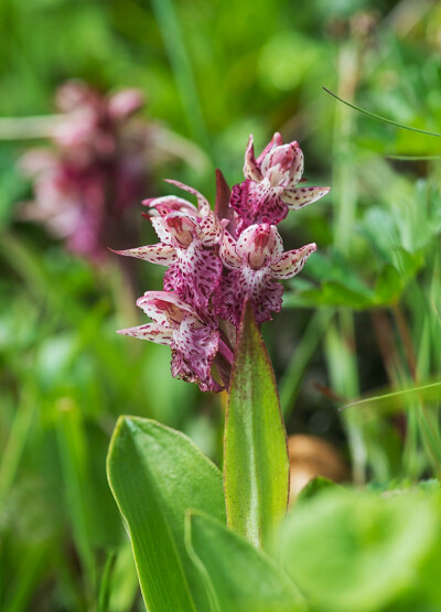 Galearis wardii 斑唇盔花兰（Orchis wardii 斑唇红门兰），盔花兰属（红门兰属）。