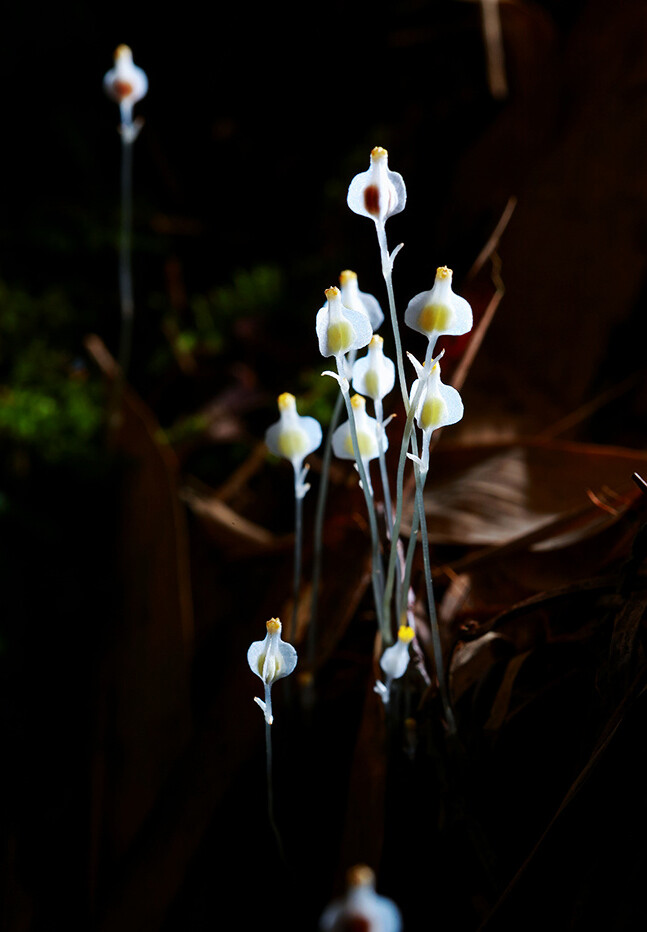 Burmannia nepalensis 宽翅水玉簪 ，水玉簪科水玉簪属。