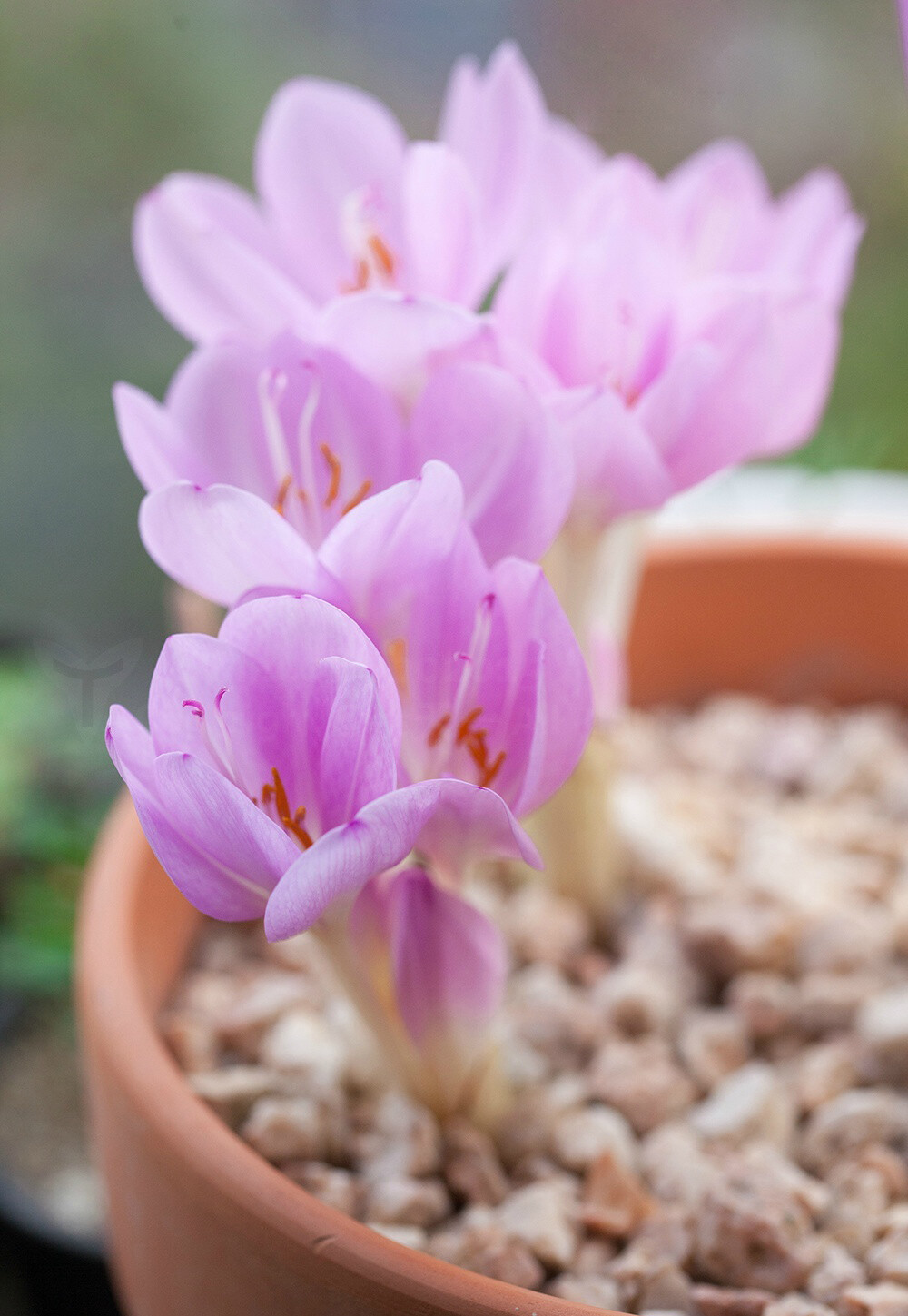 Colchicum sp. ，秋水仙科秋水仙属。