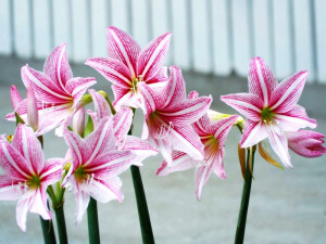 Hippeastrum reticulatum 白肋朱顶红 ，石蒜科朱顶红属。