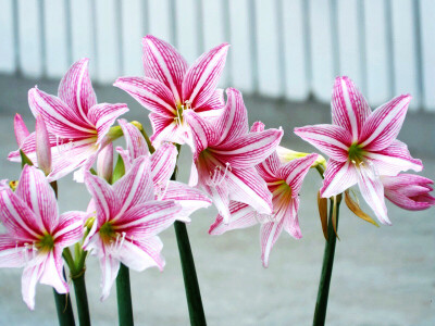 Hippeastrum reticulatum 白肋朱顶红 ，石蒜科朱顶红属。