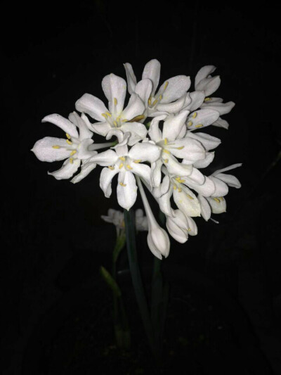 Narcissus broussonatii ，石蒜科水仙属。被这花型困惑了好久，看着和一般的水仙属花型差距有点大......