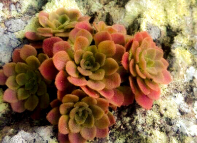 Sedum lungtsuanense 龙泉景天 ，景天科景天属。株型极美，然而是一年生。