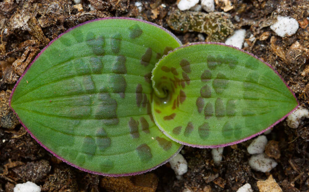 Lachenalia kliprandensis ，纳金花属。