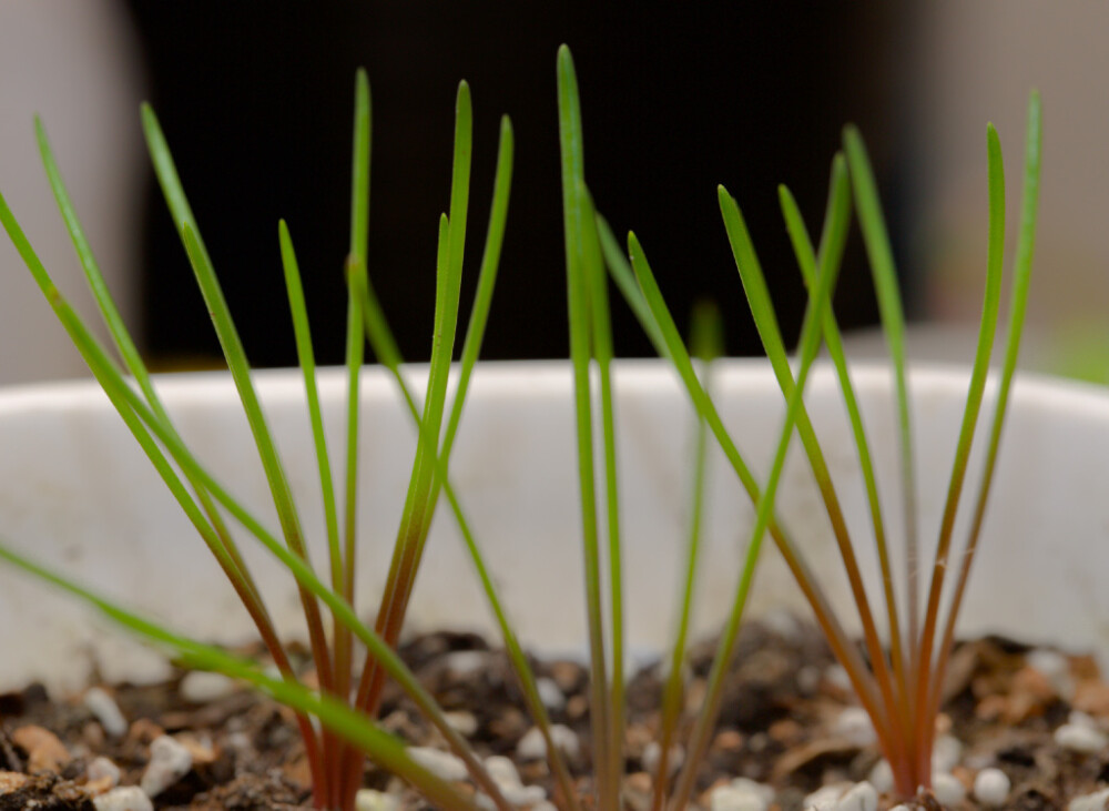 Lachenalia polyphylla ，纳金花属。