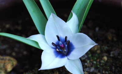 Tulipa humilis 'Albocaerulea Oculata' “白色眼罩”矮花郁金香 ，郁金香属。