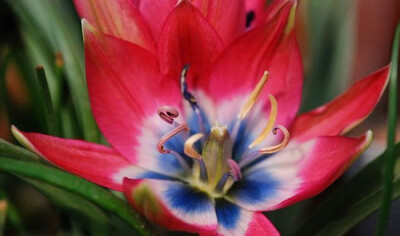 Tulipa hageri 'Little Beauty' “小美人”郁金香，郁金香属。