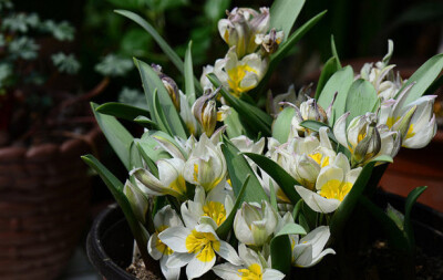 Tulipa 'Polychroma' “多色”郁金香，郁金香属。