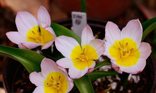 Tulipa saxatilis subsp. bakeri 'Lilac Wonder' “丁香奇迹”郁金香 ，郁金香属。