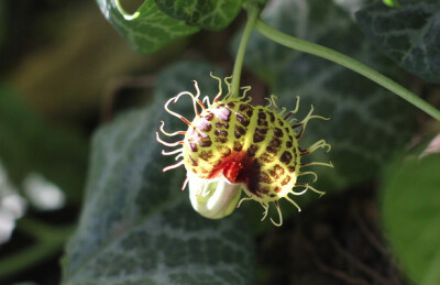 Aristolochia fimbriata 弱茎马兜铃 ，马兜铃科马兜铃属。