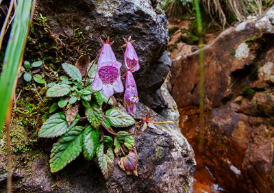 Briggsia chienii 浙皖粗筒苣苔 ，苦苣苔科粗筒苣苔属。