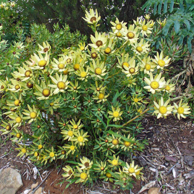 Leucadendron sessile ，山龙眼科木百合属。