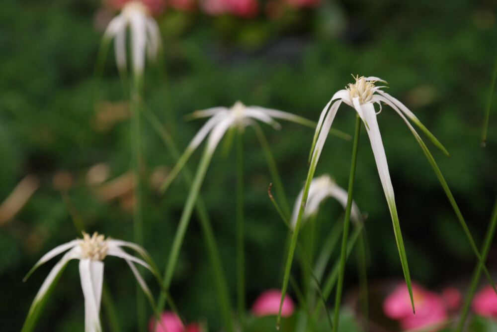 Rhynchospora colorata 白鹭莞 ，莎草科刺子莞属。莎草的“莎”念做“suo”，第二声。