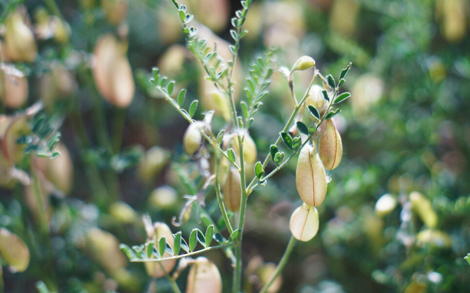 Sphaerophysa salsula 苦马豆，豆科蝶形花亚科苦马豆属。