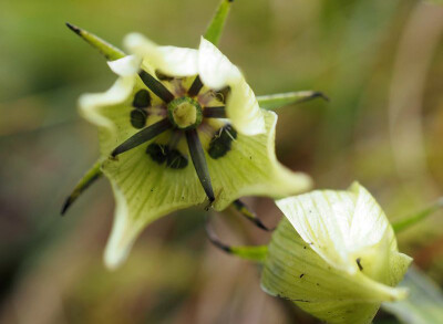 Swertia emeiensis 峨眉獐牙菜 ，龙胆科獐牙菜属。