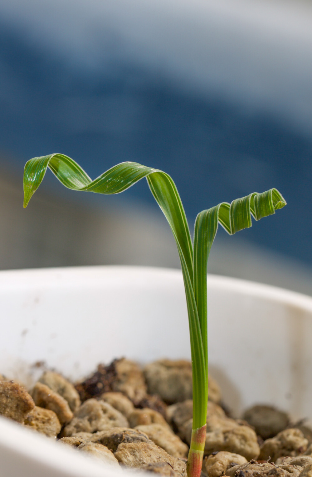 Moraea pritzeliana ，肖鸢尾属。