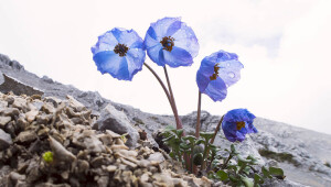 Meconopsis venusta 秀丽绿绒蒿 ，罂粟科绿绒蒿属。