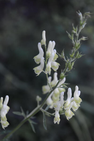 Aconitum barbatum var. puberulum 牛扁 ，毛茛科乌头属。虽然花很好看，但是名字却很奇怪。以及对于乌头属来说并不例外的，它也拥有剧毒。