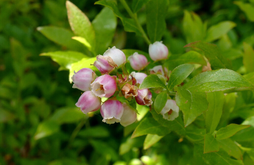 Vaccinium angustifolium ，杜鹃花科越橘属。