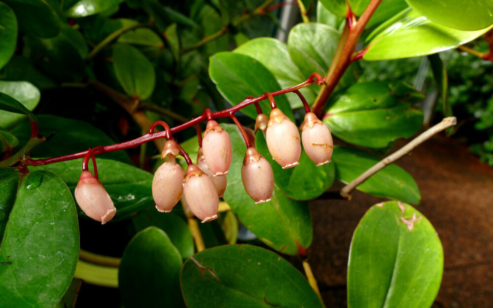 Vaccinium cercidifolium ，杜鹃花科越橘属。