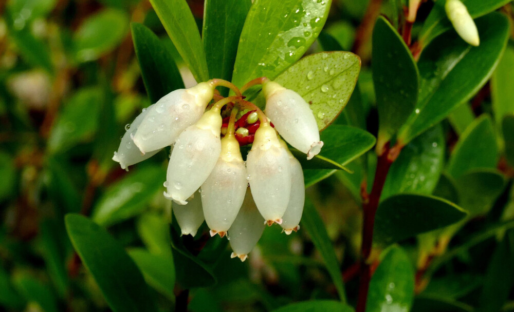 Vaccinium clementis ，杜鹃花科越橘属。